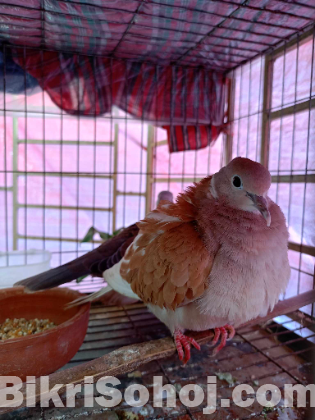 Australian chuithal dove